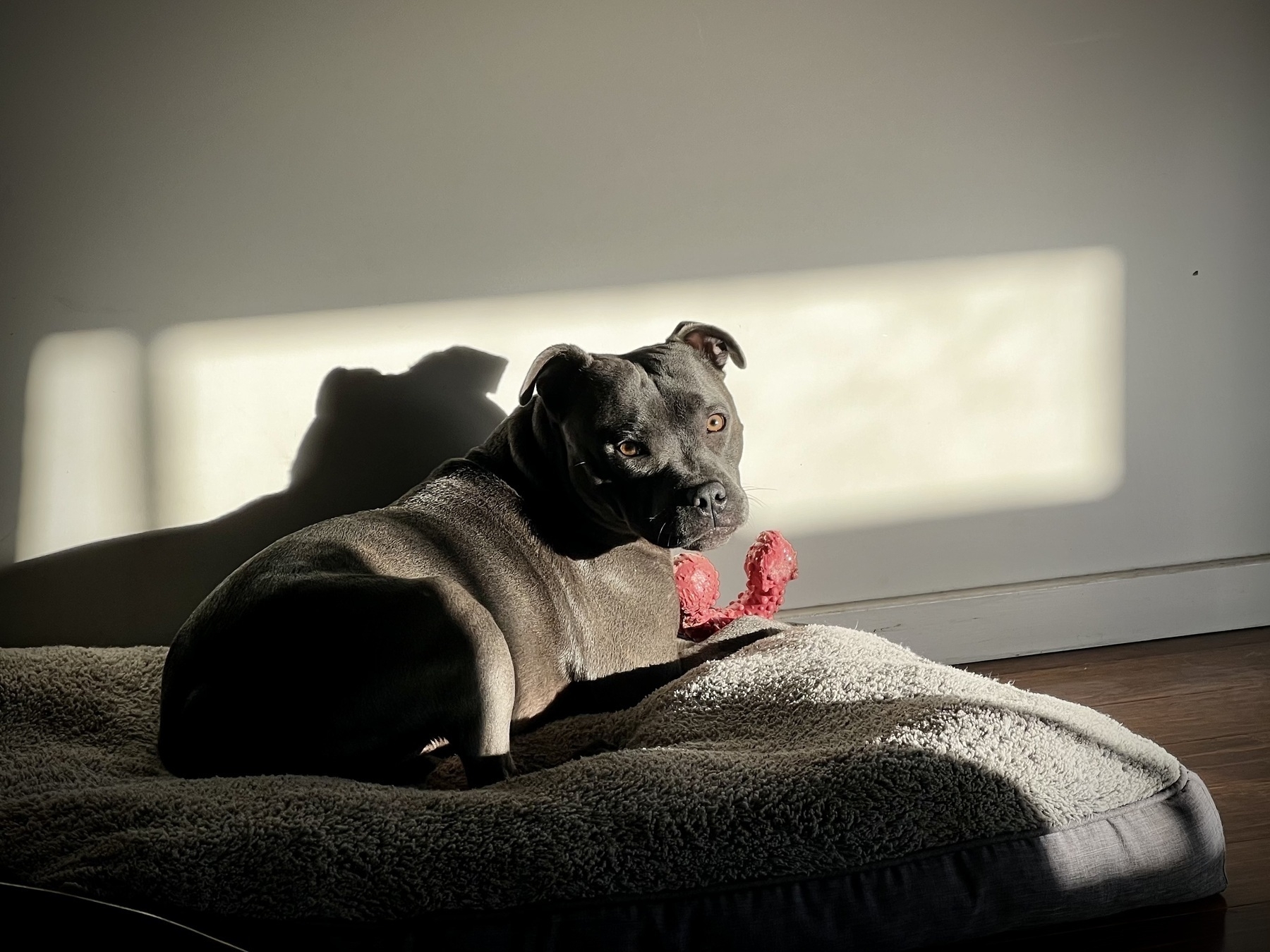 A grey Staffordshire Terrier chewing on a plastic bone on a dog bed in golden morning light.